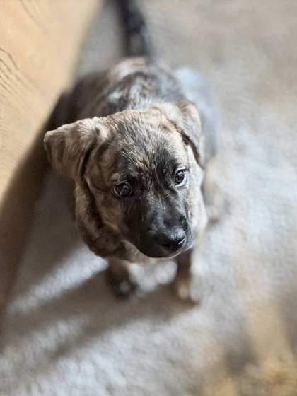 BROWNIE/PRINCESS - Mixed Breed, Medium (up to 44 lbs fully grown) / Mix available for adoption
