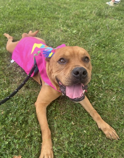 HOLDEN - Mixed Breed, Large (over 44 lbs fully grown) / Mix available for adoption