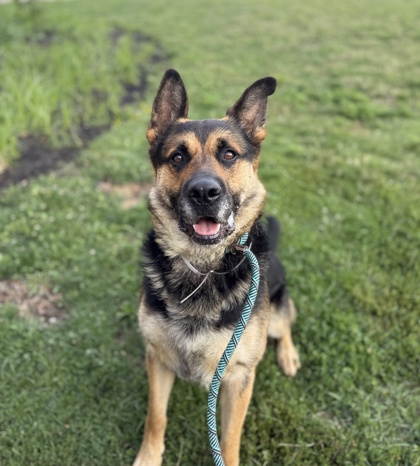 CHASE - German Shepherd / Mix available for adoption