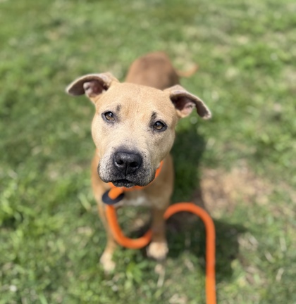 GWEN - American Pit Bull Terrier / Mix available for adoption