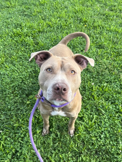 BENSON - American Pit Bull Terrier / Mix available for adoption
