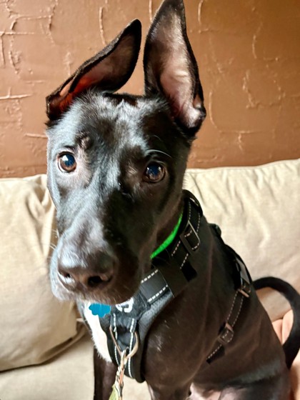 DALTON - Mixed Breed, Large (over 44 lbs fully grown) / Mix available for adoption