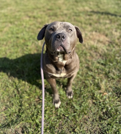 WESLEY - Pit Bull Terrier / Mix available for adoption