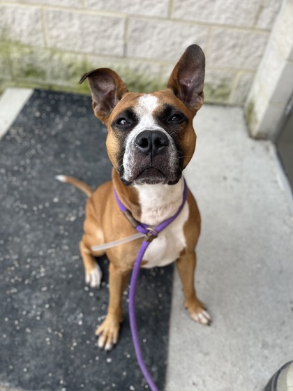 FENTON - American Pit Bull Terrier / Mix available for adoption