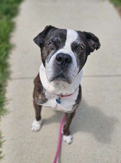 LINUS - Mixed Breed, Large (over 44 lbs fully grown) / Mix for adoption in Columbus