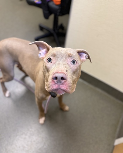 HUDSON - American Pit Bull Terrier / Mix available for adoption
