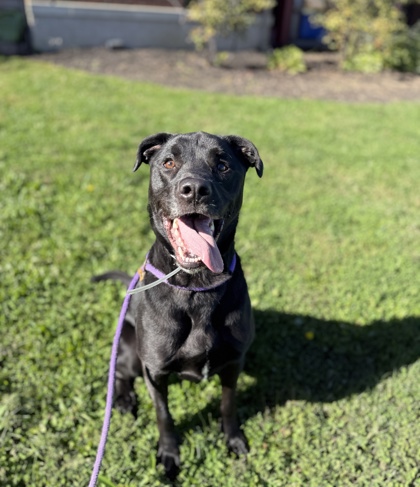 BOGART - Mixed Breed, Large (over 44 lbs fully grown) / Mix available for adoption