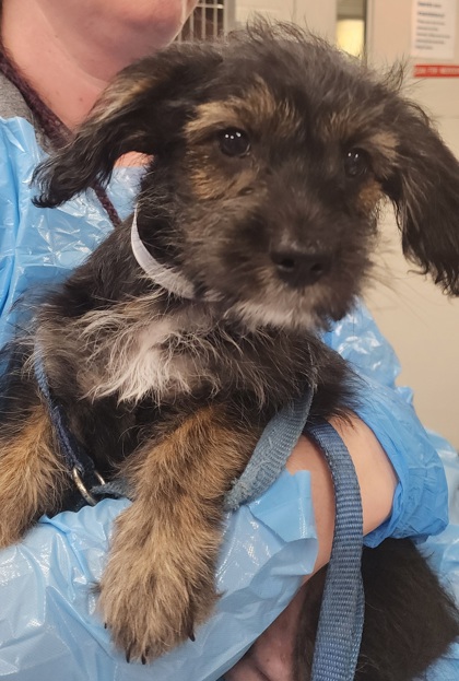 61475703 - Mixed Breed, Small (under 24 lbs fully grown) / Mix available for adoption