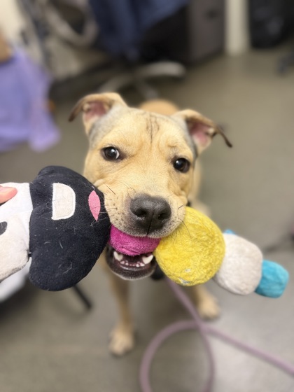 ROGER - Mixed Breed, Medium (up to 44 lbs fully grown) / Mix available for adoption