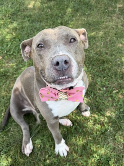 FATIMA - American Pit Bull Terrier / Mix for adoption in Columbus