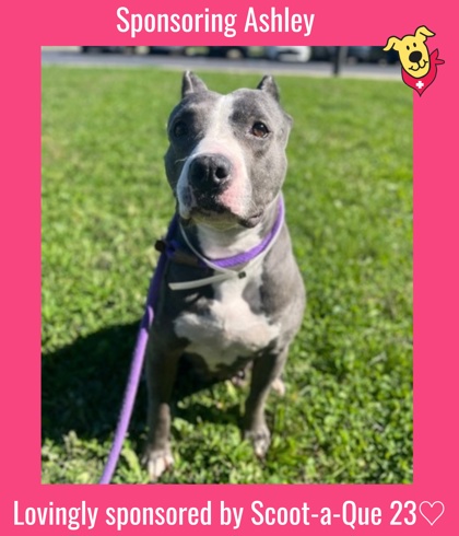 ASHLEY - Pit Bull Terrier / Mix available for adoption