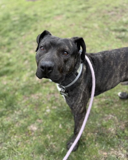 BANE - Mixed Breed, Large (over 44 lbs fully grown) / Mix available for adoption