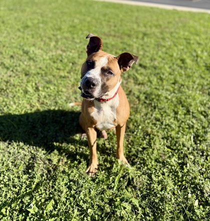 FENTON - American Pit Bull Terrier / Mix available for adoption