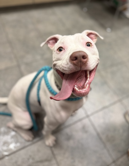 PAISLEY - American Pit Bull Terrier / Mix available for adoption