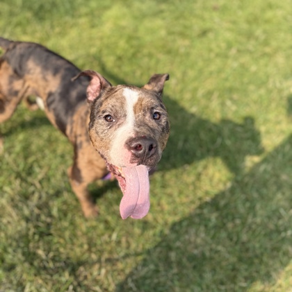 DEBO - American Pit Bull Terrier / Mix available for adoption