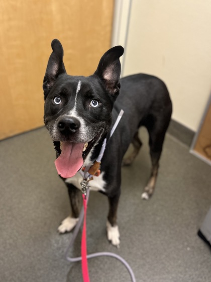 WILEY - Siberian Husky / Mix available for adoption