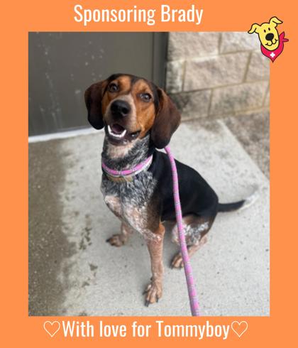 BRADY - Coonhound / Mix available for adoption