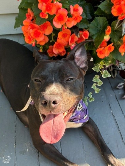 CALLIE - American Pit Bull Terrier / Mix available for adoption