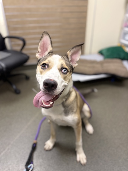 FERNANDO - Mixed Breed, Large (over 44 lbs fully grown) / Mix available for adoption