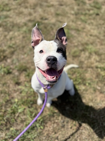 ALFREDO - American Pit Bull Terrier / Mix available for adoption