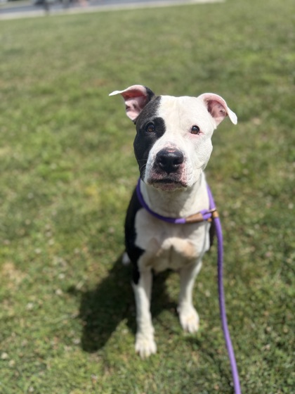 DARLA - American Pit Bull Terrier / Mix available for adoption