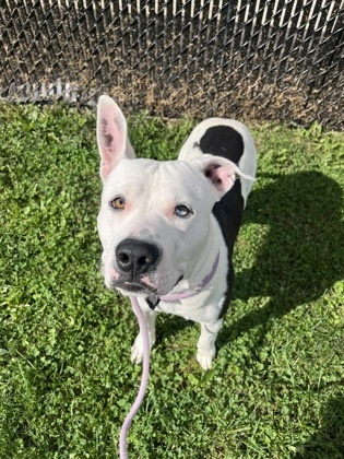 ANGELO - Pit Bull Terrier / Mix available for adoption