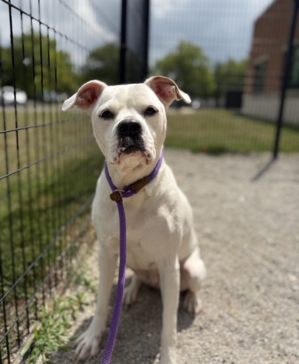 ROSE - American Bulldog / Mix available for adoption