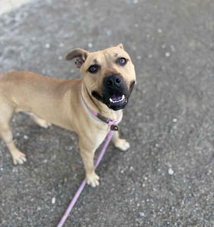 BO - American Pit Bull Terrier / Mix available for adoption
