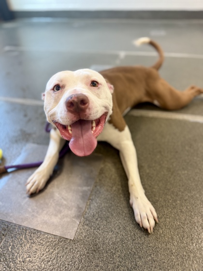 KING - American Pit Bull Terrier / Mix available for adoption