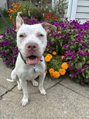 KIWI - Pit Bull Terrier / Mix for adoption in Columbus