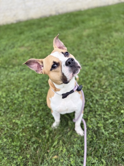 KEVIN - Pit Bull Terrier / Mix available for adoption