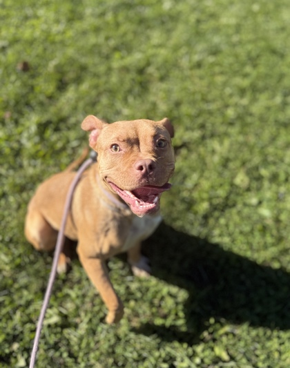 AUTUMN - American Pit Bull Terrier / Mix available for adoption