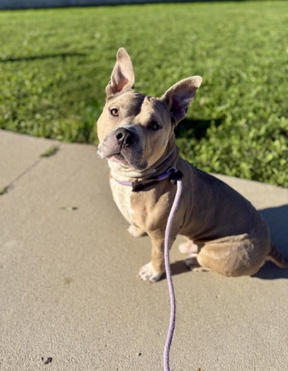 LUGNUT - American Pit Bull Terrier / Mix available for adoption
