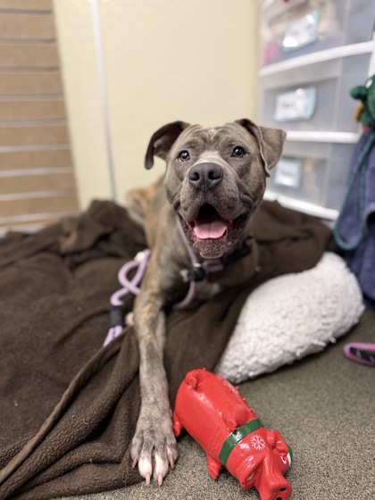 GROVER - Pit Bull Terrier / Cane Corso available for adoption
