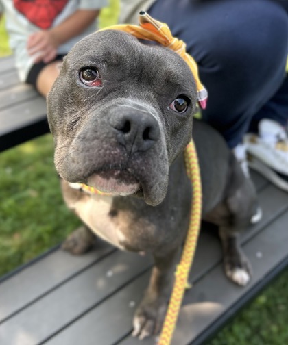 CHERRY - Pit Bull Terrier / Mix available for adoption