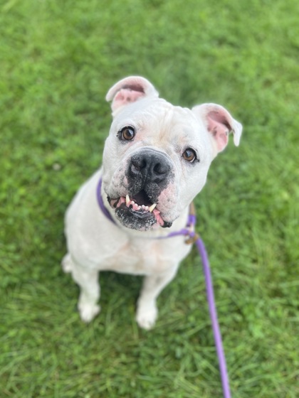 KYRO - Olde English Bulldogge / Mix available for adoption