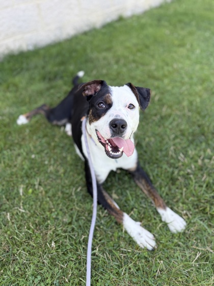 CHIKOO - Mixed Breed, Medium (up to 44 lbs fully grown) / Mix available for adoption