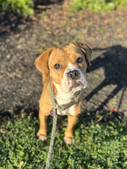 CINNAMON - Mixed Breed, Medium (up to 44 lbs fully grown) / Mix available for adoption