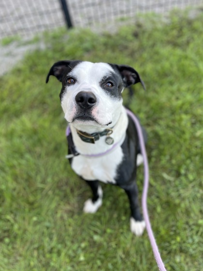 BOOMER - Pit Bull Terrier / Mix available for adoption