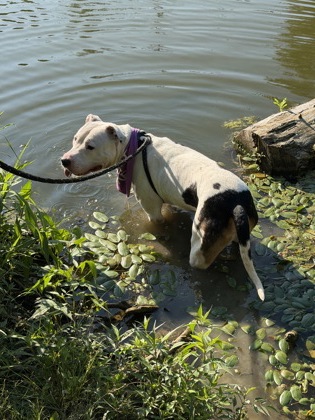 EMMITT - American Pit Bull Terrier / Mix available for adoption