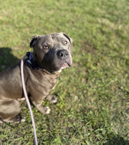 WESLEY - Pit Bull Terrier / Mix available for adoption