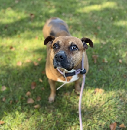 BETSY - Mixed Breed, Large (over 44 lbs fully grown) / Mix available for adoption