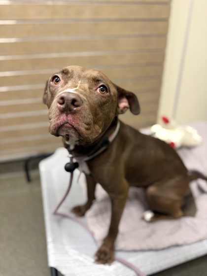 PATSY - Pit Bull Terrier / Mix available for adoption