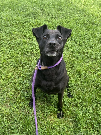 PATSY - Mixed Breed, Large (over 44 lbs fully grown) / Mix available for adoption
