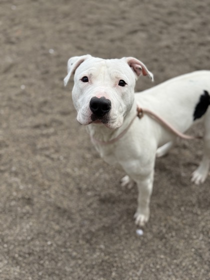 EMMITT - American Pit Bull Terrier / Mix available for adoption