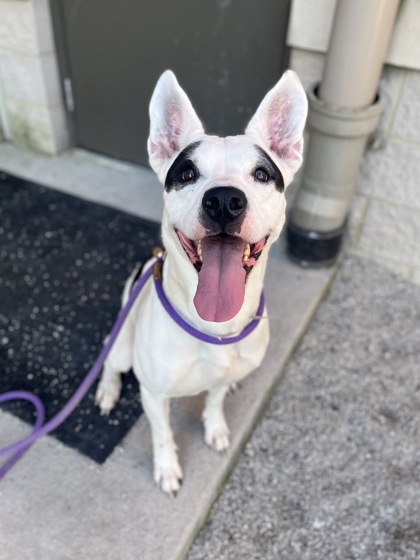 RUE - Mixed Breed, Large (over 44 lbs fully grown) / Mix available for adoption