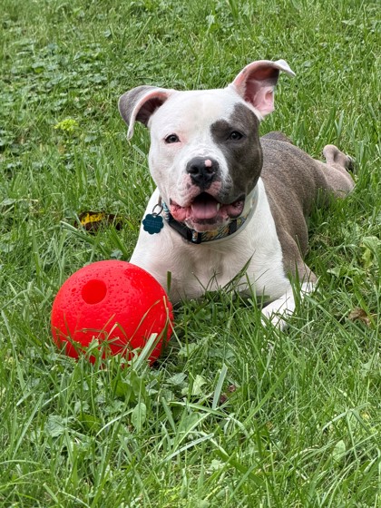 CHECKERS - Pit Bull Terrier / Mix available for adoption