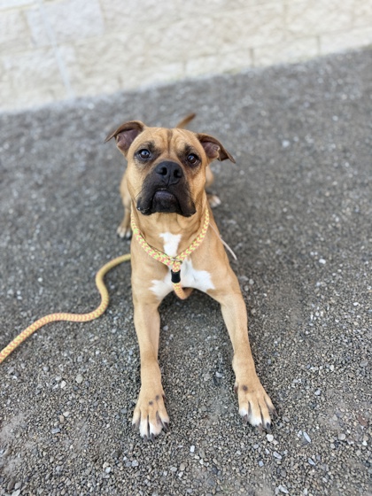 DORITO - Pit Bull Terrier / Mix available for adoption