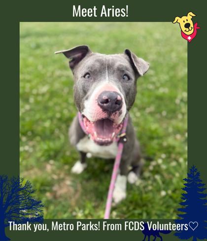 ARIES - American Pit Bull Terrier / Mix available for adoption