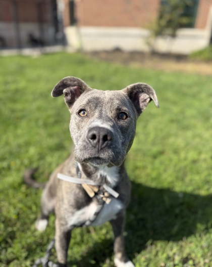 MARGO - Mixed Breed, Medium (up to 44 lbs fully grown) / Mix for adoption in Columbus